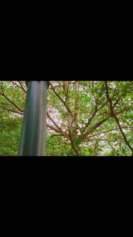 video about garden lights surrounded by shady trees during the day