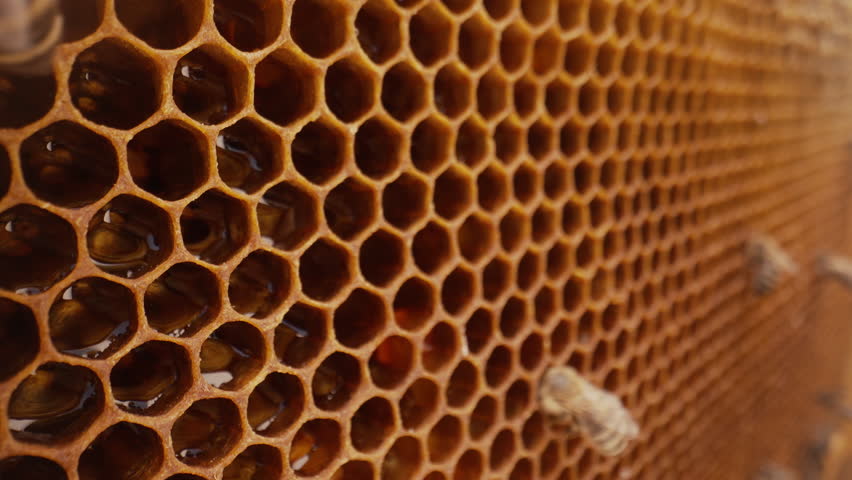 Bees Working Inside Hive Honeycomb Cells In Organic Apiary. Teamwork, Ecosystem.