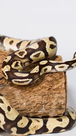 Close-up ball python calmly coils on textured log under soft studio lighting, minimal camera movement