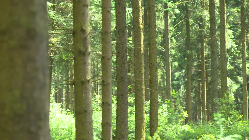 The Ardennes Forest from the Battle of the Bulge in Belgium
