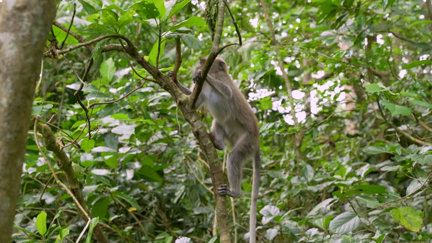 Low Angle Long Tailed Macaque Climbing Through the Trees in Ubud Monkey Forest