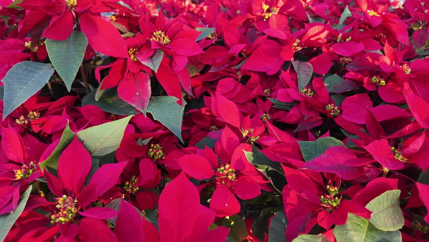 Bright red poinsettia flowers in full bloom