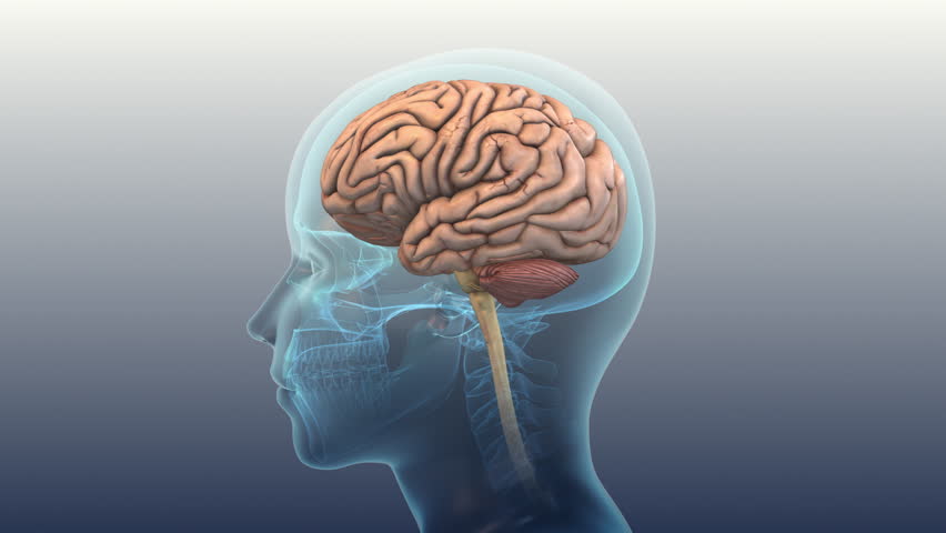 Concussion Effect On Human Brain Activity