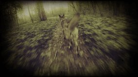 Running two dogs. Two shots in one footage.