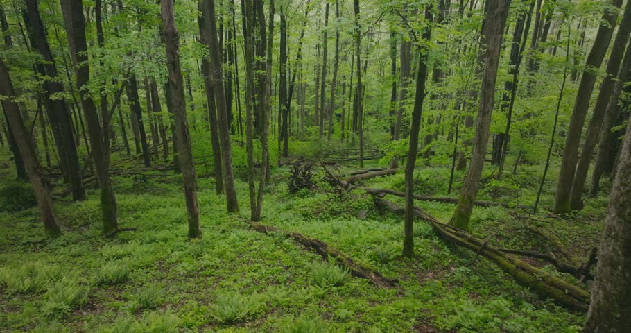 Tranquil Appalachian forest scene in lush West Virginia landscape