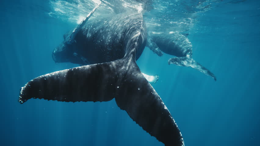 Single humpback whale glides sideways, sweeping its long pectoral fin through clear blue water
