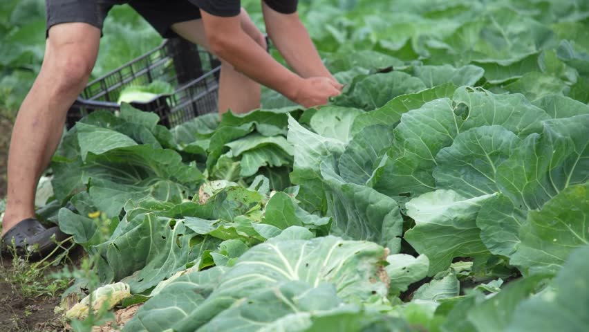 Image of a man harvesting cabbage