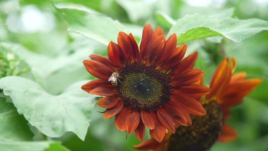 Image of a bee on a sunflower