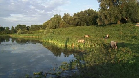  Konik horse stallions grazing at river dike in nature reserve. The Konik is a small horse originating in Poland. Semi-wild herds of koniks can be seen in many nature reserves today.