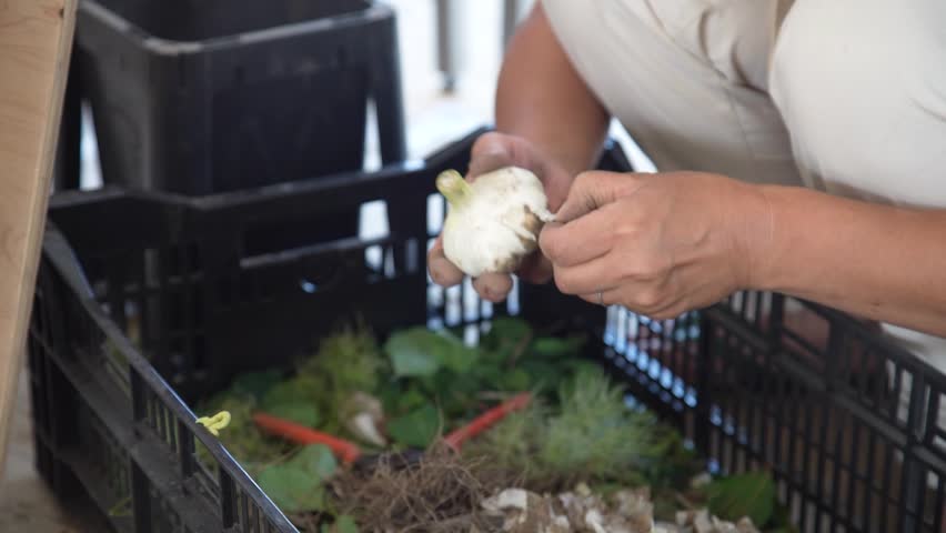 A woman removing the roots and skins from harvested garlic
