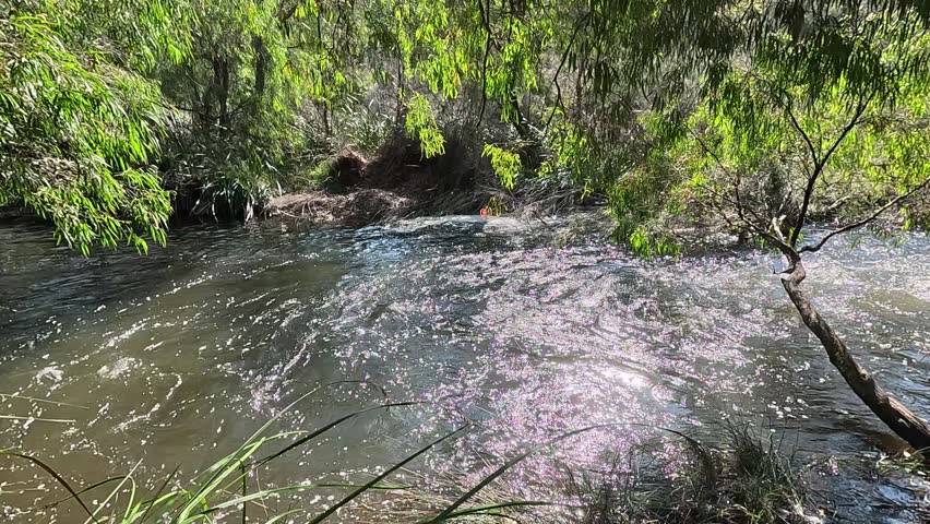 Sunlight sparkling on Margaret River with sunlight through overhanging leaves