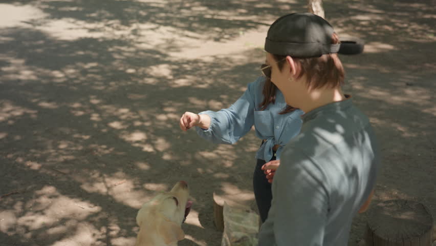 youth training dog, young man and labrador training session, casual young man instructing labrador at park bench, youthful trainer with labrador receiving treat under shaded park tree