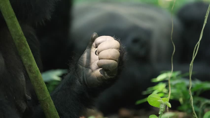 gorilla lying on the ground