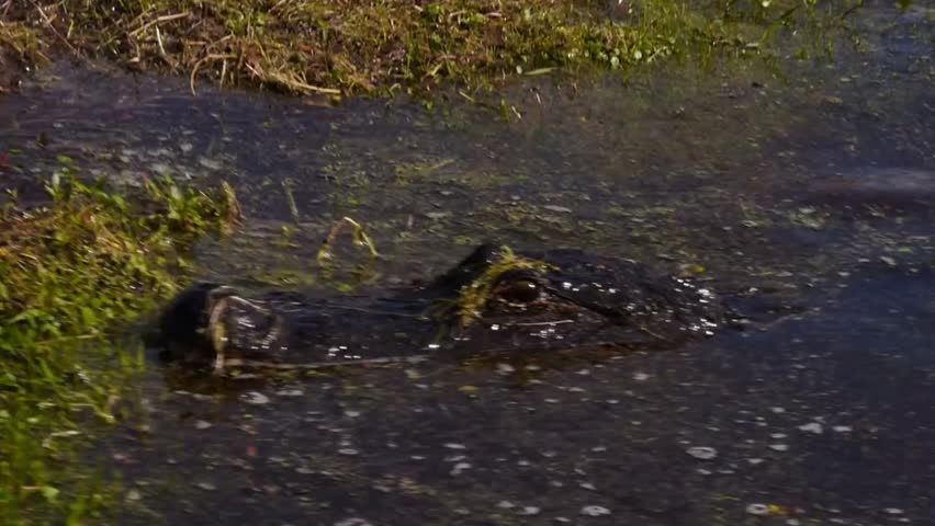 An alligator rests in the swamps of Louisiana, surrounded by wetlands, showcasing wildlife, natural habitat, and the ecosystem of the southern United States.
