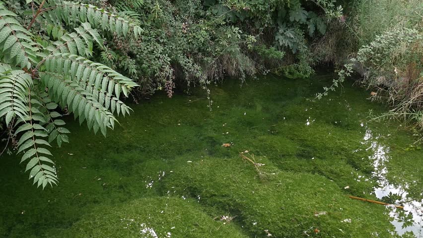 A stagnant pool of water filled with green algae and aquatic plants, surrounded by wild foliage in a natural setting