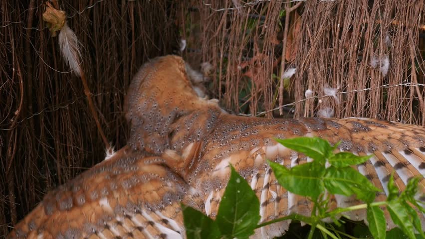Common barn owl (Tyto alba) flapping its wings at a wildlife rehabilitation center.