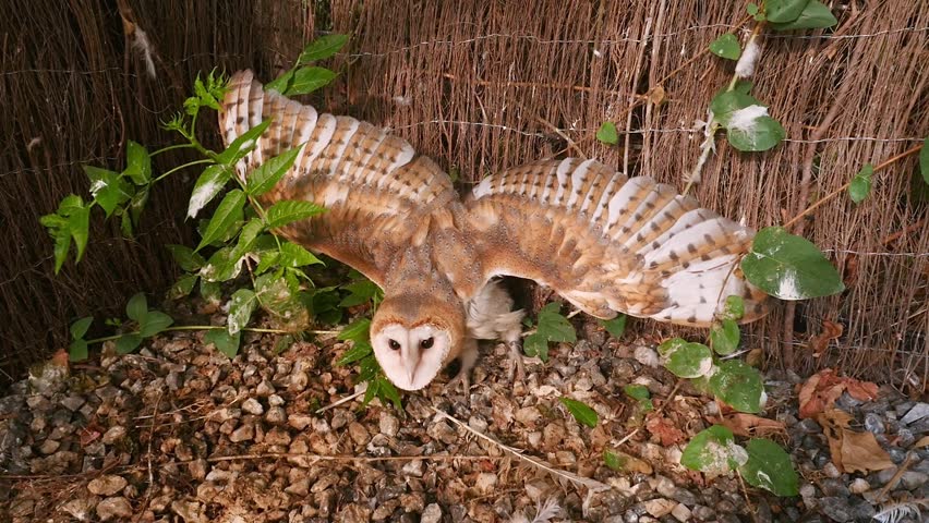 Barn owl (Tyto alba) spreading its wings in a defensive posture on the ground in a wildlife refuge.