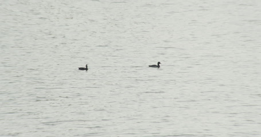 Two ducks swim calmly across the water, isolated from their surroundings. Simple, balanced composition with a quiet, peaceful mood.