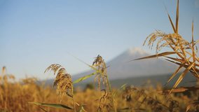 Reveal of Mt Fuji from Autumn Landscape, Establishing Shot of Japan - Powered by Shutterstock - Get 15% off with code: PIKWIZARD15