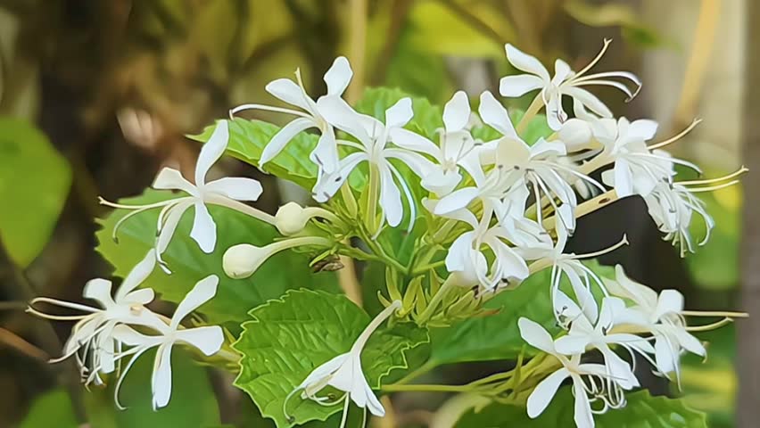 White Clerodendrum Flowers in Natural  Scene