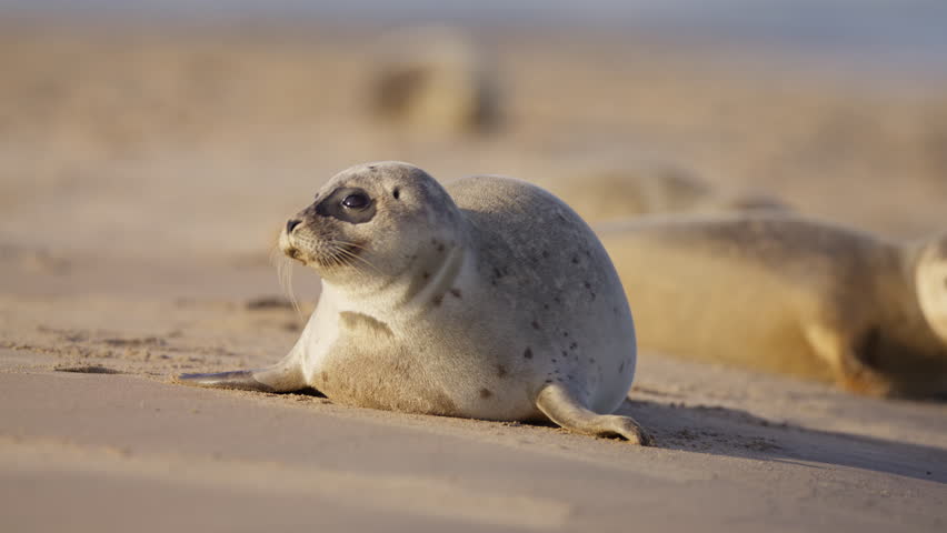 Harbor seal flapping around awkwardly to find a comfortable spot on beach, slomo