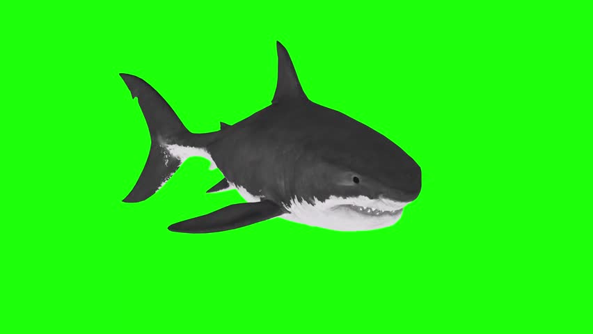 Sharks attack under water fastly with green screen or chroma key video clip motion backgroun
