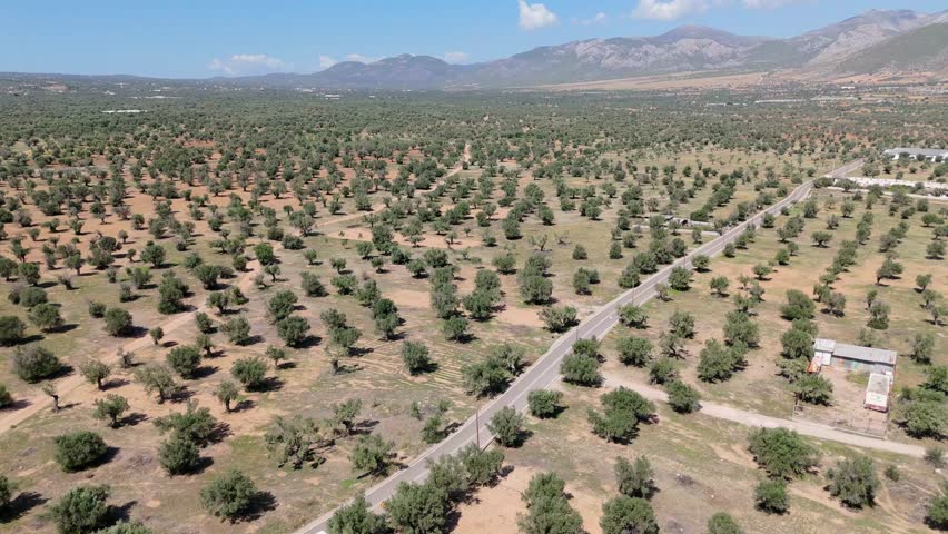 High altitude aerial of olive orchards arranged in geometric rows across valley, dolly