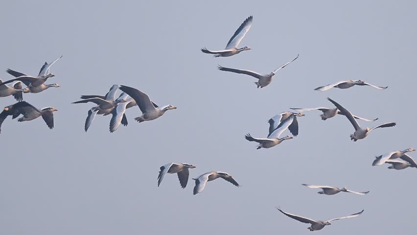 Bar-headed Geese fly as a united flock, creating a powerful and graceful migration moment.