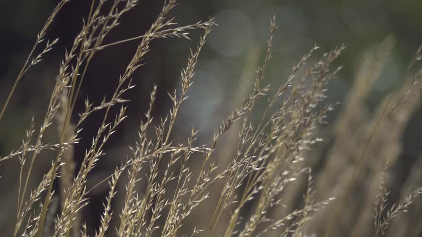 Wind-blown grass stalks sway softly, highlighting their delicate texture in a calm outdoor setting.