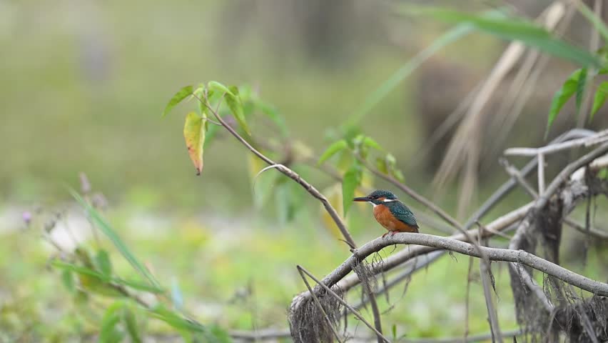 The Kingfisher perches in silence, adding vibrant color to the peaceful aquatic landscape.