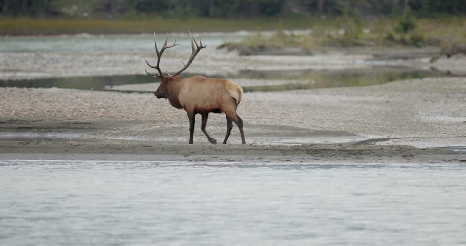 An elk walks slowly along a riverbank where water meets land, moving through the scene in warm afternoon sunlight. The setting highlights natural elk movement in a calm outdoor environment.