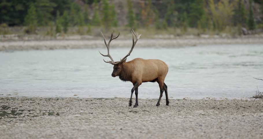 An elk walks slowly along a riverbank surrounded by trees and rocks as sunlight reflects on the water. Warm late afternoon light highlights natural elk movement in a peaceful outdoor setting.