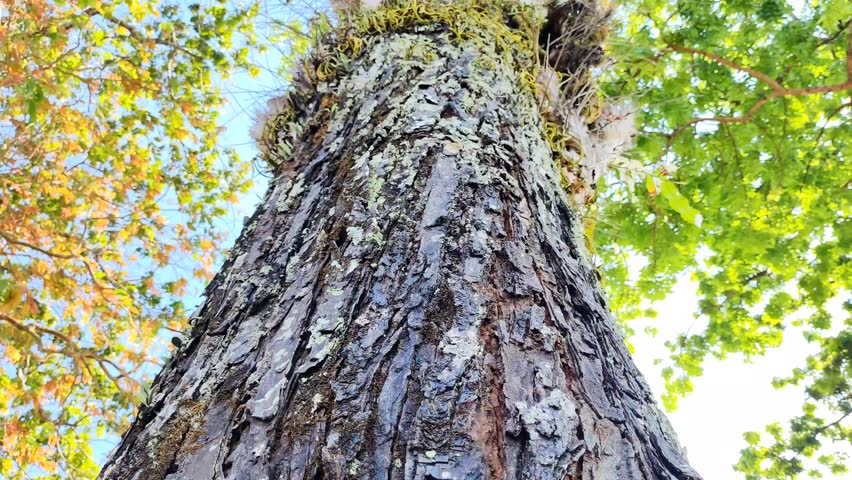 Low angle video of tall tree trunk with textured bark and green leaves moving in sunlight