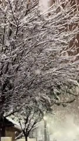 Snow-covered tree branches during nighttime snowfall, illuminated by soft warm city lights. Falling snow creates a peaceful and atmospheric winter scene with a cinematic mood, ideal for seasonal, natu