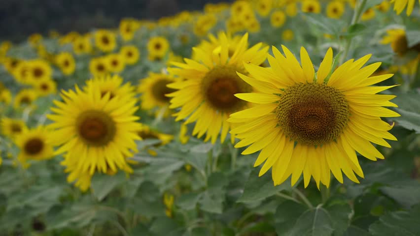 sunflowers in the field Flowerbed
