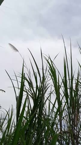 Leaves and a single wild grass flower swaying gently in the breeze against a cloudy sky.