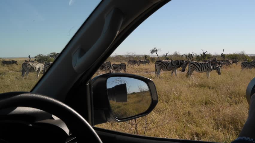 A photographer takes a photo of a zebra through the window of a car in Etosha National Park.