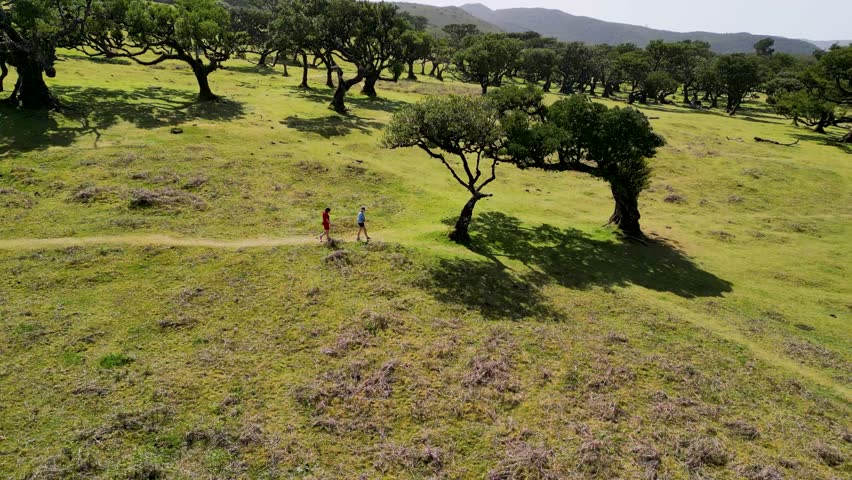Aerial view of a group of hikers traversing a path amidst a grove of mature oak trees, showcasing the natural beauty of the landscape.