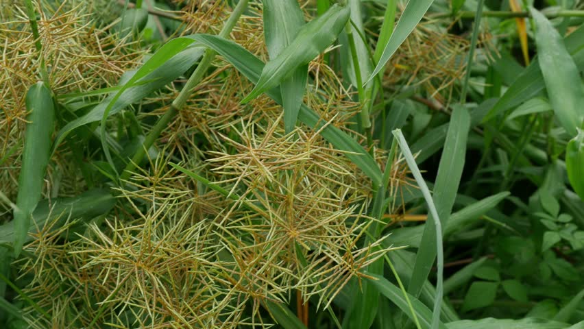 Cyperus malaccensis - Malacca Galingale Dried Seed Heads with Radiating Spiky Branches