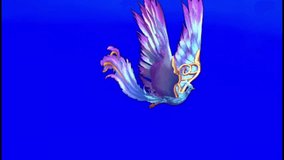 Mythical fantasy phoenix bird with colorful wings flying on blue background - Powered by Shutterstock - Get 15% off with code: PIKWIZARD15