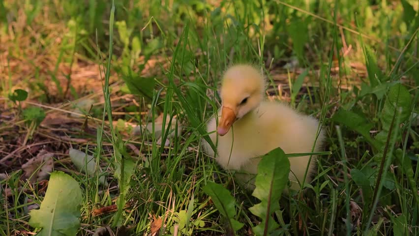Funny small bright  yellow goslings on the green grass
