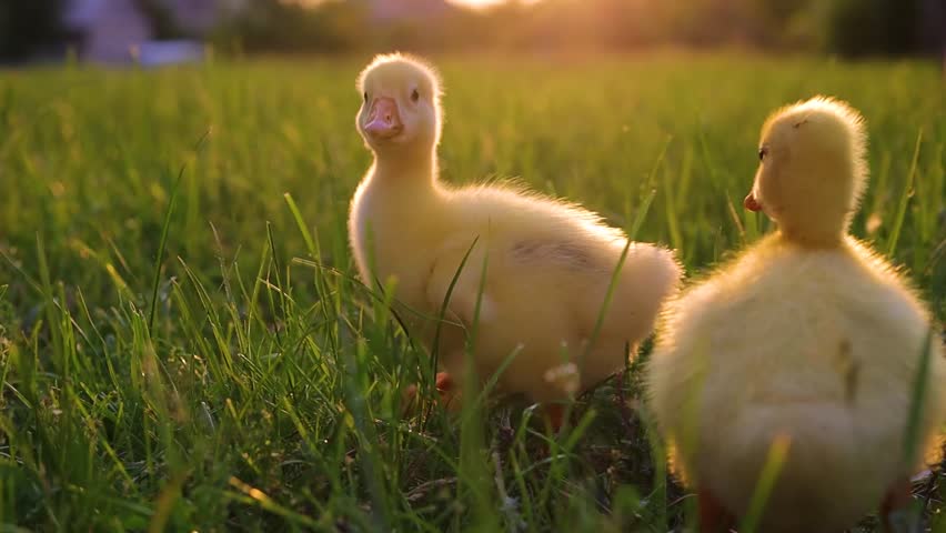 Funny small bright  yellow goslings on the green grass