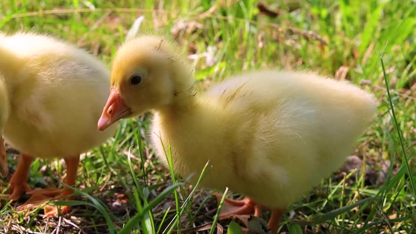 Funny small bright  yellow goslings on the green grass