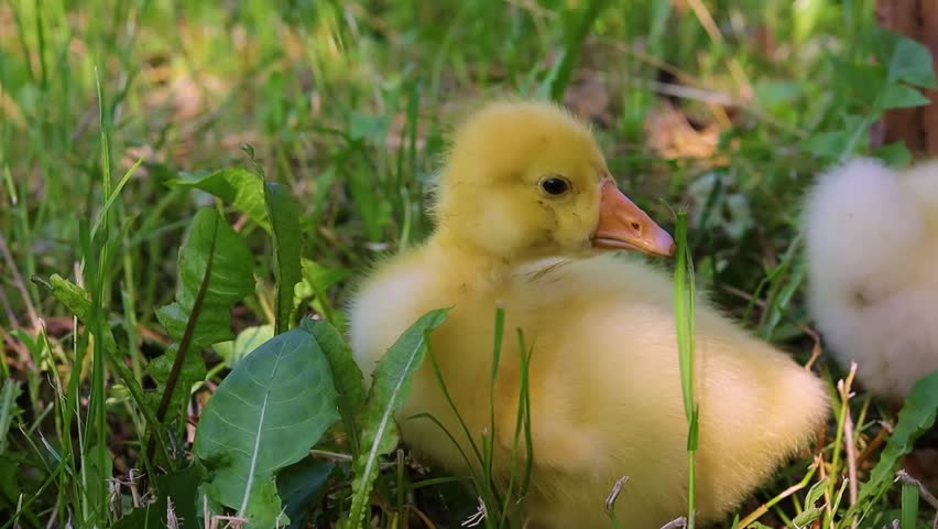 Funny small bright  yellow goslings on the green grass