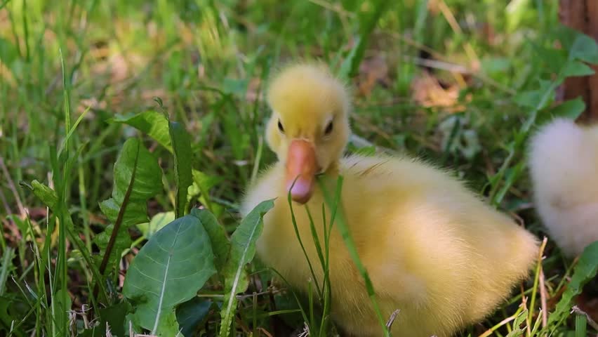 Funny small bright  yellow goslings on the green grass