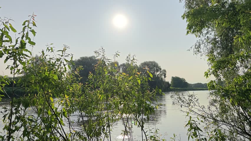 At early summer dawn, the sun that has risen above the trees shines brightly and is reflected in the water. Bushes and willows grow on the banks of the river, the branches of which hang over the water