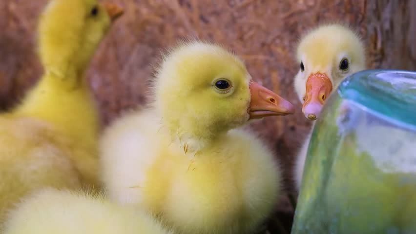 Funny small bright  yellow goslings on the green grass