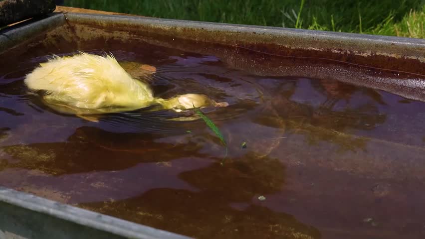 Funny small bright  yellow goslings swiming in small pool 