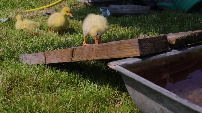 Funny small bright  yellow goslings swiming in small pool 