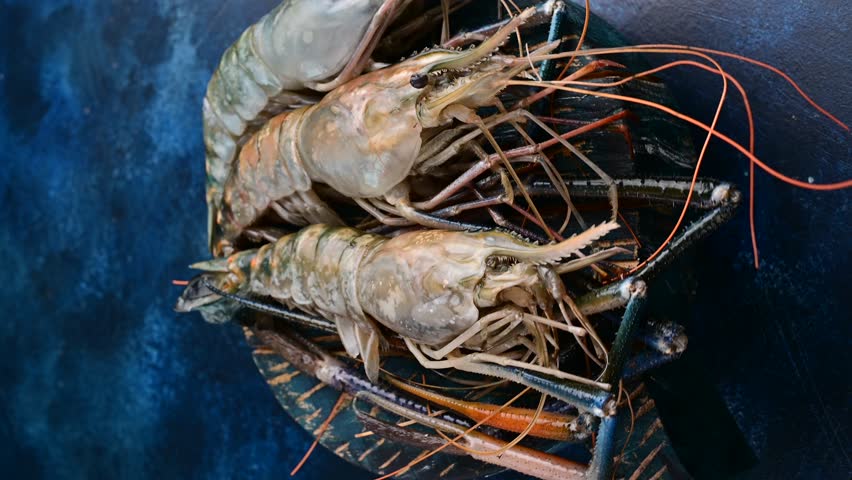 Fresh shrimp caught in the ocean on a fishing trip in the early morning light